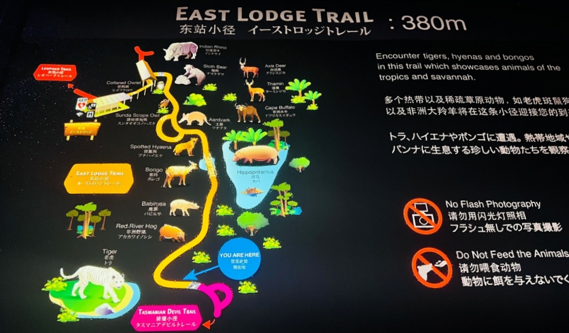 【出走。新加坡】新加坡夜間野生動物園(Night Safari) , 一場讓大人也驚呼的黑夜探險 - 第23張圖