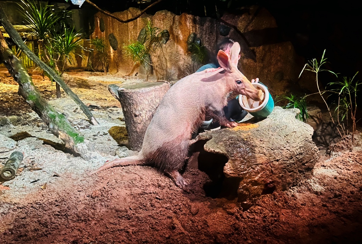 【出走。新加坡】新加坡夜間野生動物園(Night Safari) , 一場讓大人也驚呼的黑夜探險 - 第26張圖
