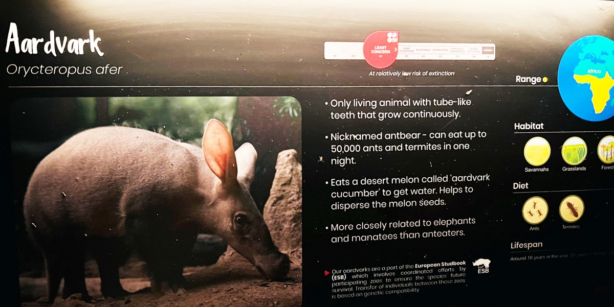 【出走。新加坡】新加坡夜間野生動物園(Night Safari) , 一場讓大人也驚呼的黑夜探險 - 第25張圖