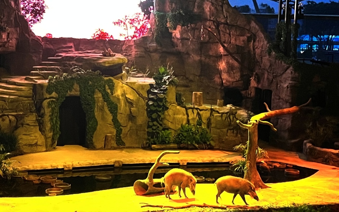 【出走。新加坡】新加坡夜間野生動物園(Night Safari) , 一場讓大人也驚呼的黑夜探險 - 第12張圖